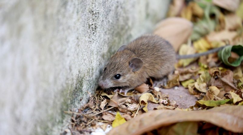 Ilustrasi tikus sebagai sumber penularan hantavirus