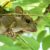 DIY Aman dari Hantavirus, Tapi Kewaspadaan Tak Boleh Kendur