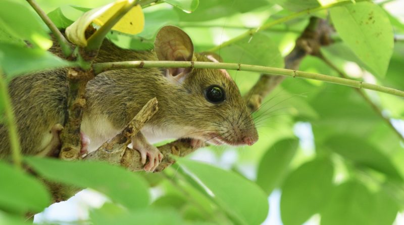 ilustrasi tikus