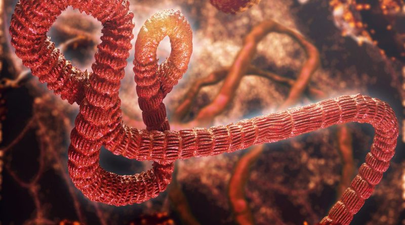 ilustrasi virus ebola bundibugyo