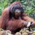 BKSDA dan Forum Konservasi Bentuk Areal Preservasi Habitat Orangutan di Kaltim