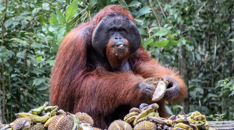 ilustrasi orangutan morio Kalimantan Timur (canva.com)